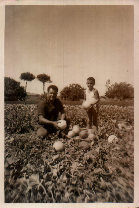 Recollida de melons – 1960